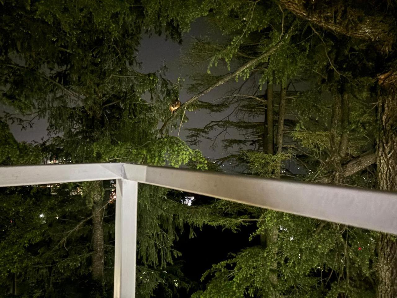 Hotel Jakhu Heights شيملا المظهر الخارجي الصورة